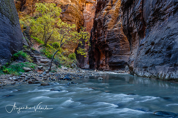 The Narrows - Zion Natl. Park