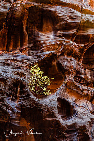 The Narrows - Zion Natl. Park