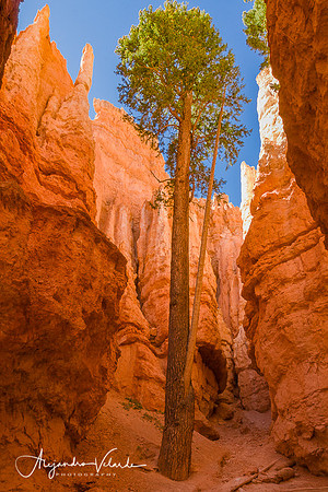 Bryce Canyon - Utah