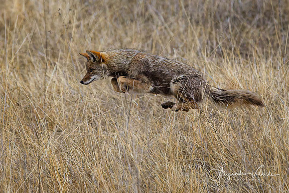 Coyote Hunting, Lower Klamath