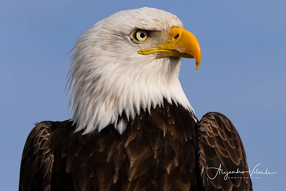 Bald Eagle, Lower Klamath