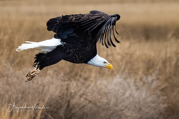 Bald Eagle, Lower Klamath