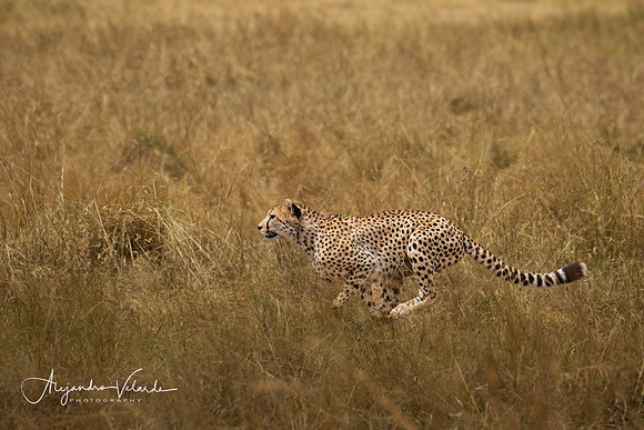 Cheetah on the hunt, Masai Mara