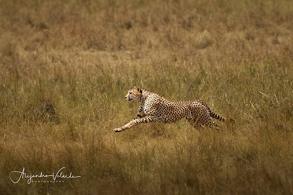 Cheetah on the hunt, Masai Mara