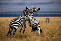 Zebra stallions, Masai Mara