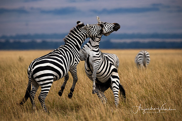 Zebra stallions, Masai Mara