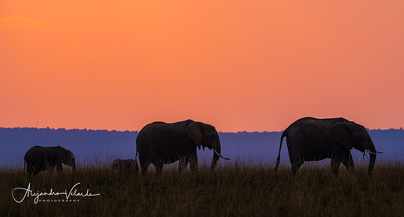Elephants at sunset, Masai Mara