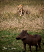Lioness hunting, Masai Mara