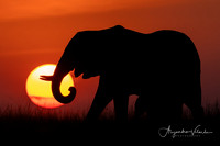 Elephants at sunset, Masai Mara