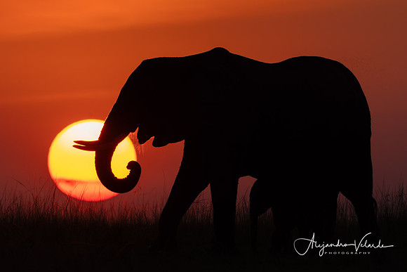 Elephants at sunset, Masai Mara