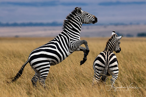 Zebra stallions, Masai Mara