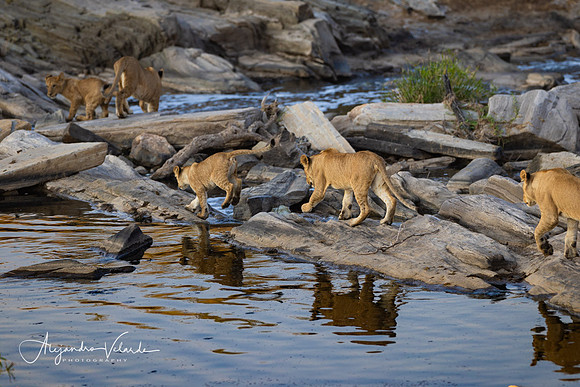 Lion cubs crossing river