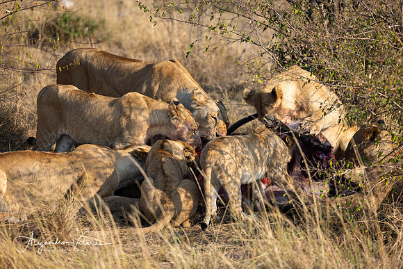 Lions eating waterbuck, Masai Mara