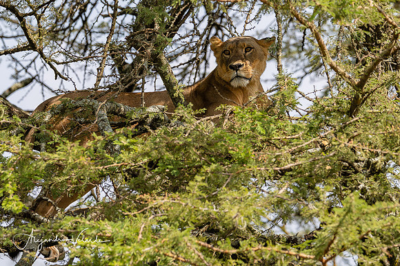 Lioness on tree, Lake Nakuru