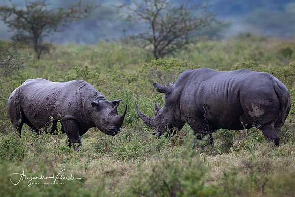 Black rhino and white rhino fighting, Lake Nakuru