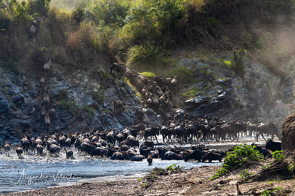 The crossing, Masai Mara