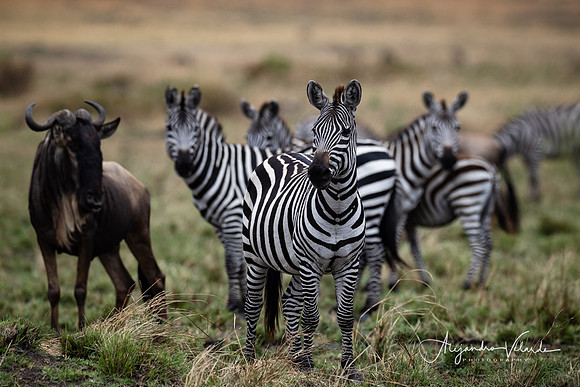 Zebras and wildebeest, Masai Mara