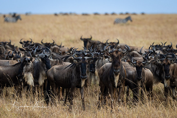 Wildebeest, Masai Mara