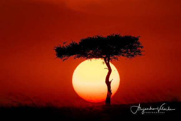 Acacia Tree, Kenya