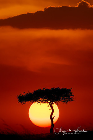Acacia Tree, Kenya