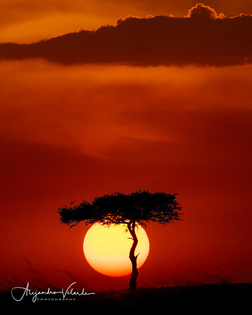 Sunset, Masai Mara