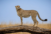 Cheetah, Masai Mara
