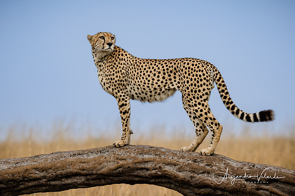 Cheetah, Masai Mara