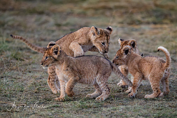 Lion cubs playing, Masai Mara