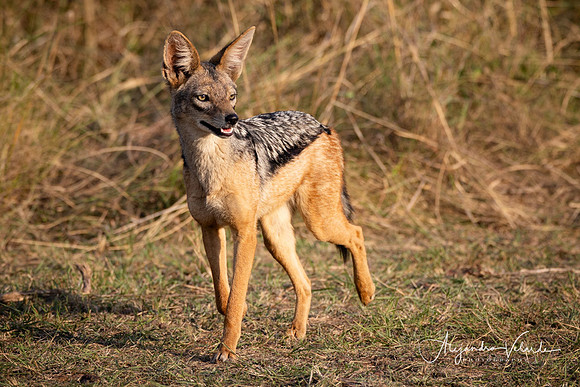 Black-backed jackal, Masai Mara