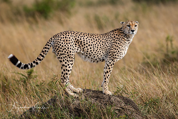 Cheetah, Masai Mara
