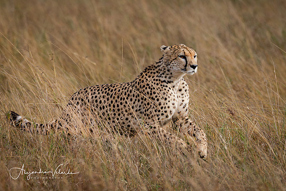 Cheetah running, Masai Mara