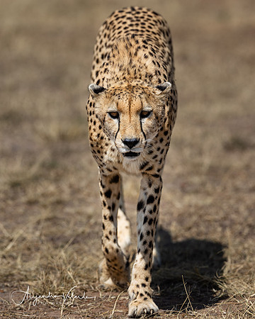 Cheetah on the hunt, Masai Mara