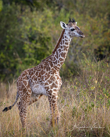 Baby giraffe, Lake Nakuru
