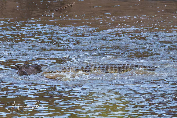 Croc killing wildebeest, Masai Mara