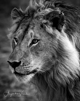 Lion King, Masai Mara