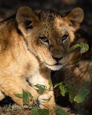 Lion cub, Lake Nakuru