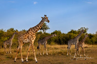 Giraffes, Masai Mara