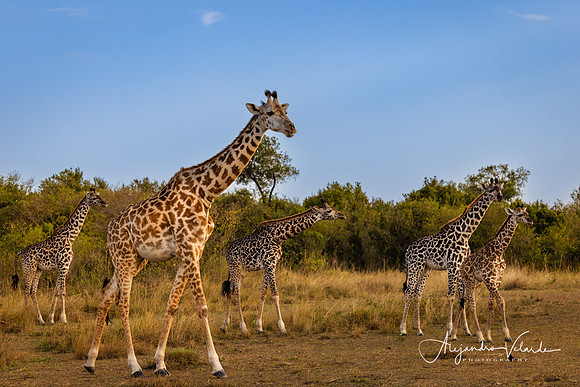 Giraffes, Masai Mara