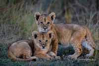 Lion cubs, Masai Mara