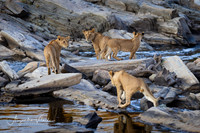 Lion cubs crossing river