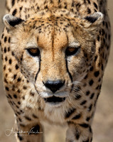 Cheetah, Masai Mara