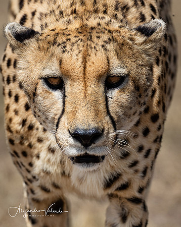 Cheetah, Masai Mara