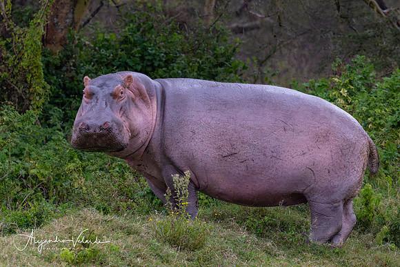 Hippo, Lake Nakuru