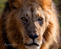 Lion King, Masai Mara