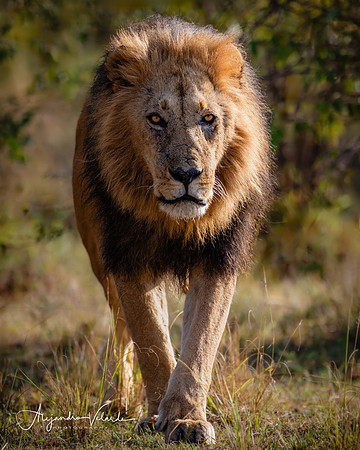 Lion King, Masai Mara