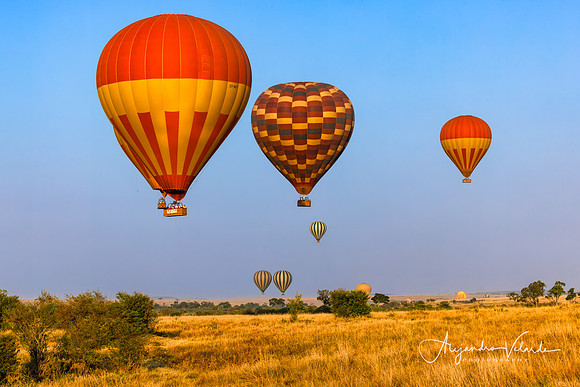 Air balloons at sunrise, Masai Mara