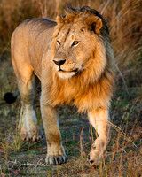 Lion King, Masai Mara