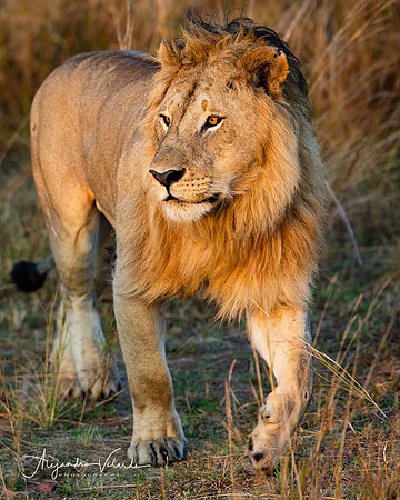 Lion King, Masai Mara