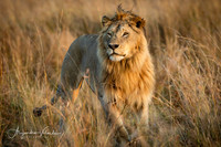 Lion King, Masai Mara