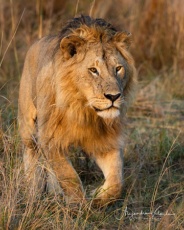 Lion King, Masai Mara